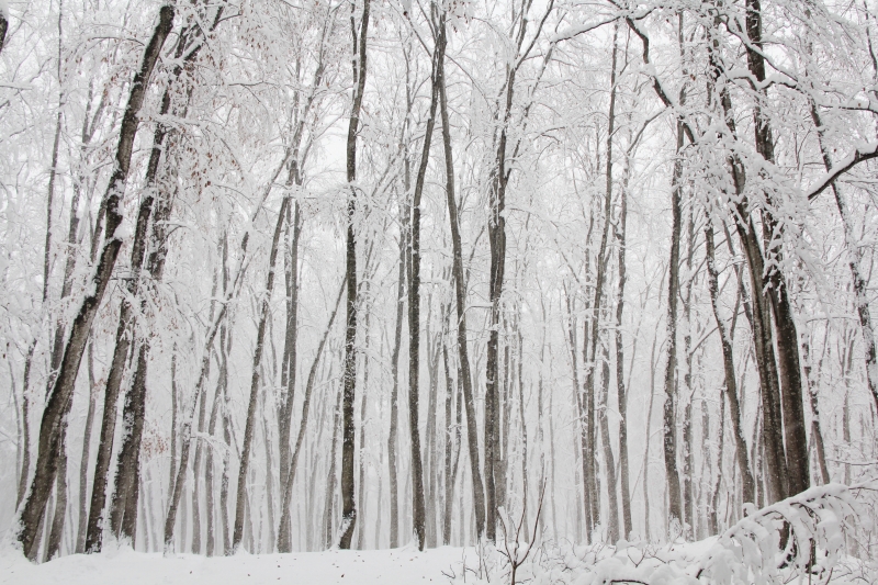 サムネイル 3: 雪国の里山の生物多様性を探る！ -里山で持続可能な社会を考えよう-オンライン講座(アーカイブ配信あり)
