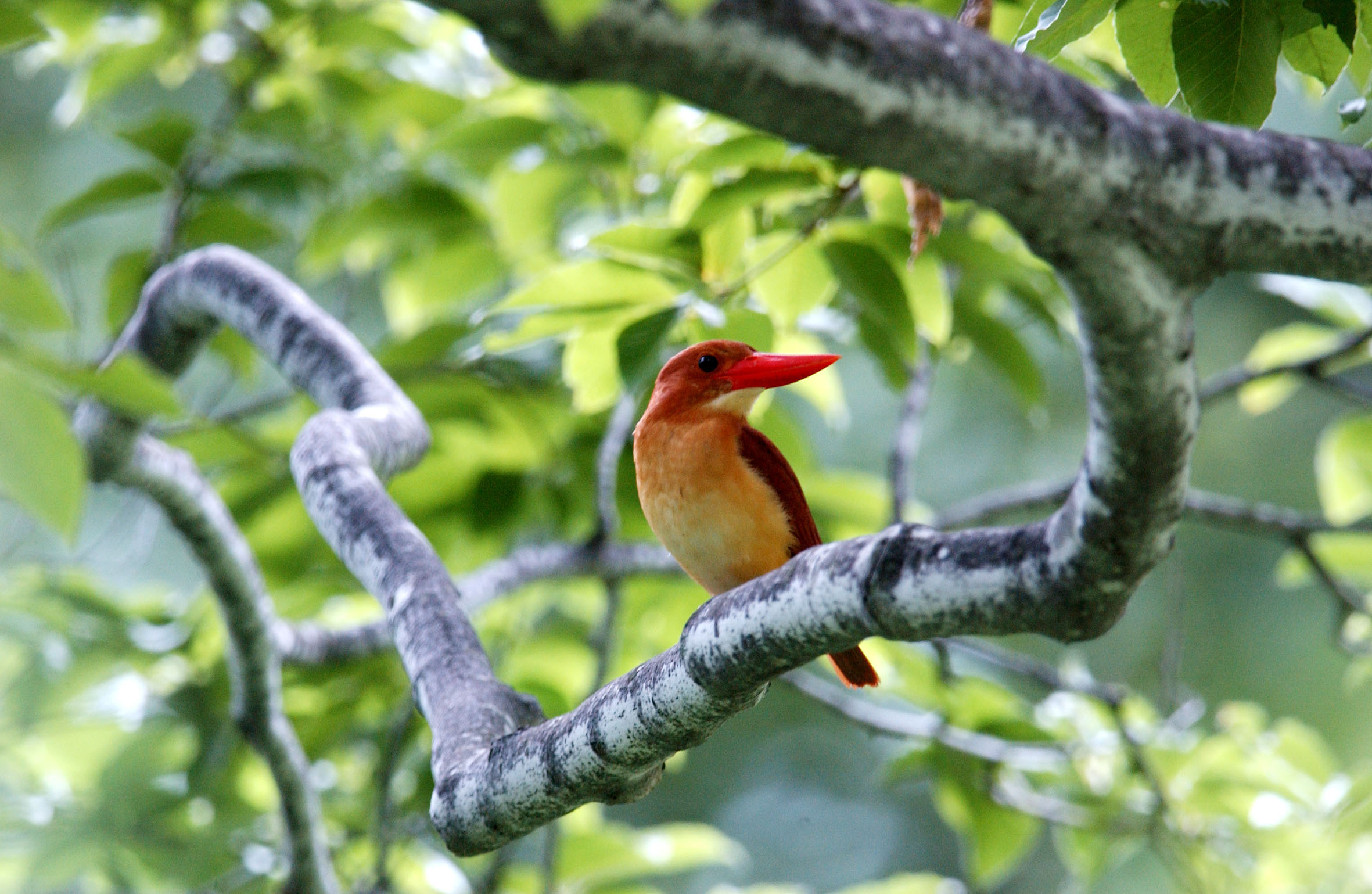サムネイル 2: 雪国の里山の生物多様性を探る！ -里山で持続可能な社会を考えよう-オンライン講座(アーカイブ配信あり)