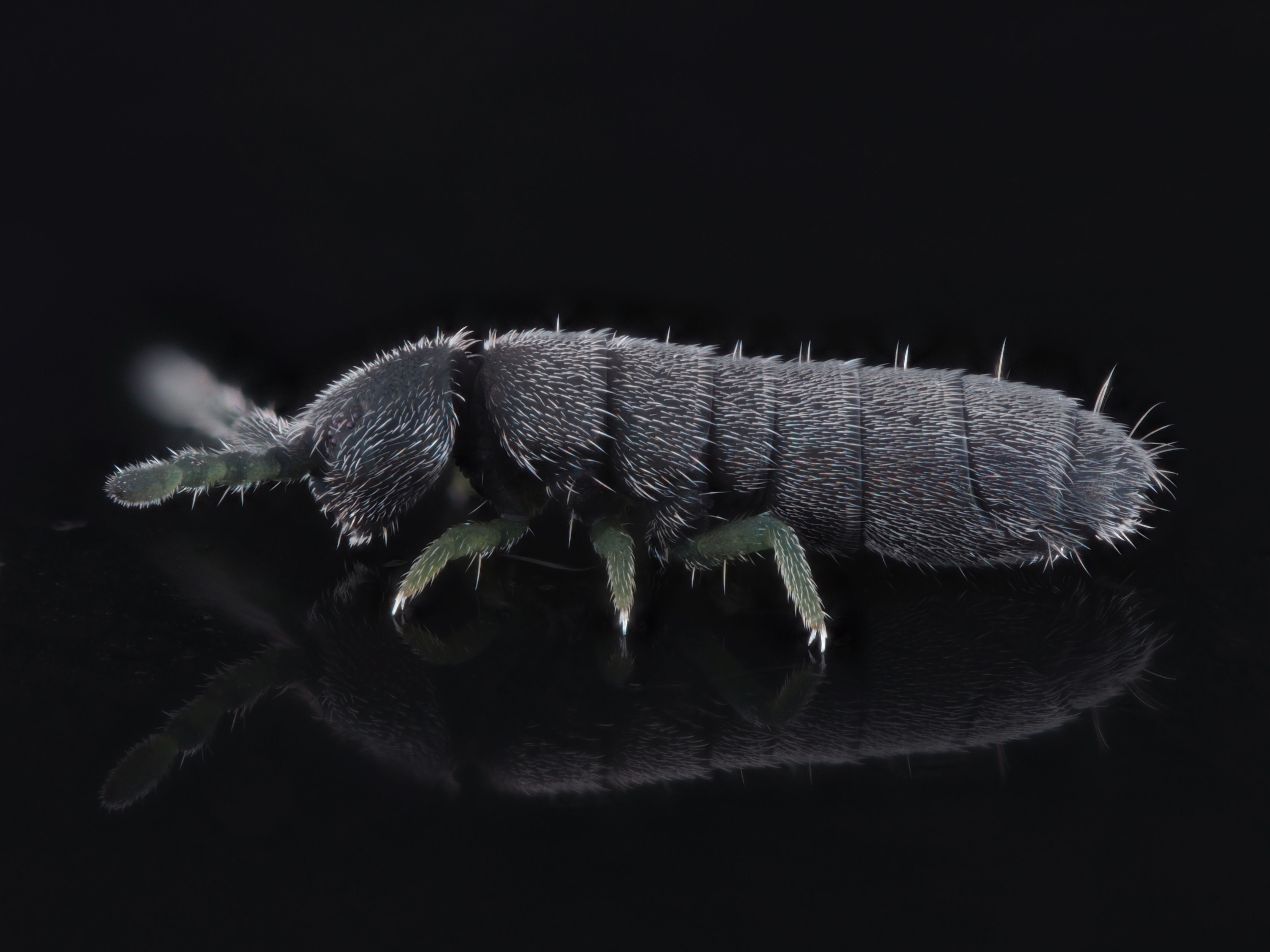 サムネイル 2: 「捕獲せよ！豪雪の上を歩く謎のムシ「雪虫」」 -里山の自然科学館で生物多様性を調べる探求学習の旅-リアルイベント